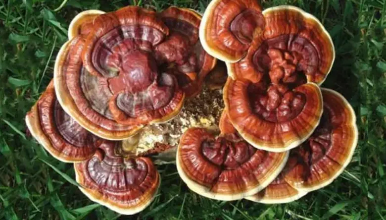 انواع قارچ دارویی