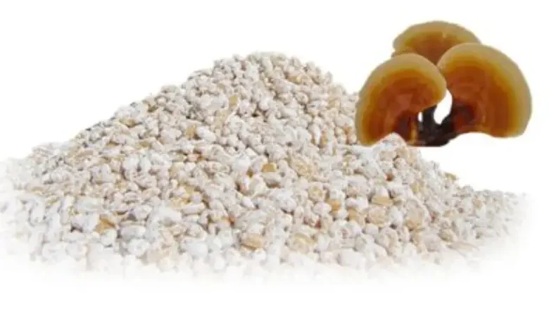 خرید بذر قارچ گانودرما