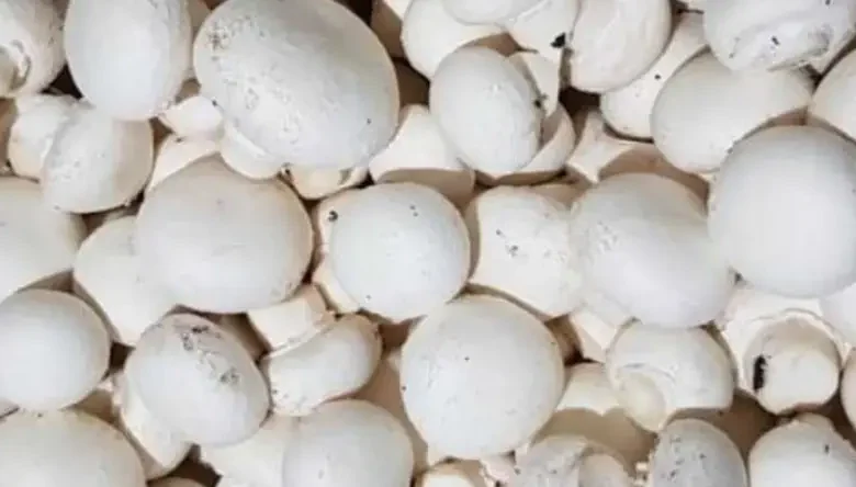 دوره پرورش قارچ فنی حرفه ای مشهد