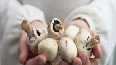 علت پشت باز شدن قارچ دکمه ای
