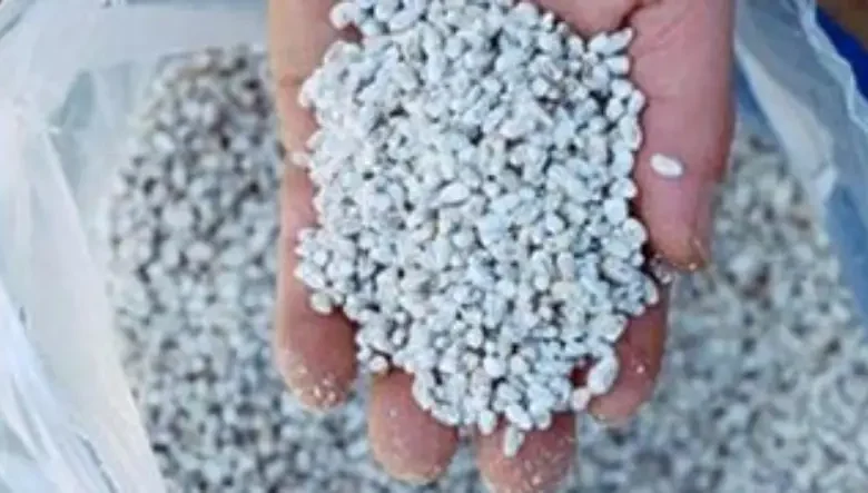 فروش بذر قارچ دکمه ای در رشت