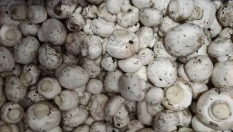 لکه های سیاه روی قارچ