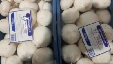 لیست شرکت های تولید کننده قارچ در گیلان