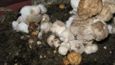 مایکاگون قارچ دکمه ای