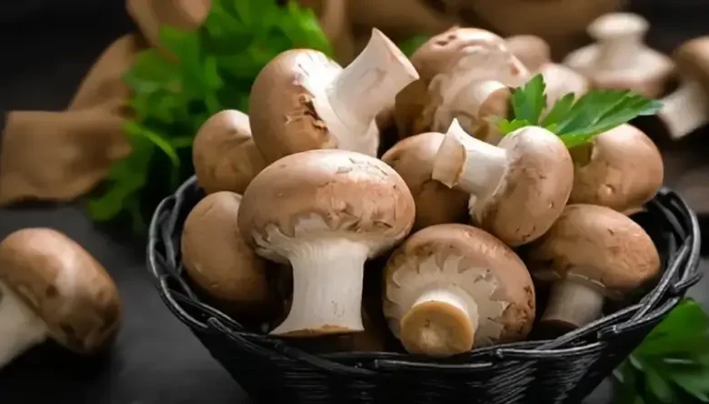 متن برای فروش قارچ
