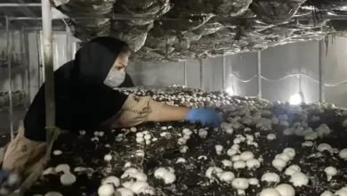 وام پرورش قارچ کمیته امداد