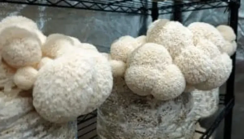 پرورش قارچ یال شیر چگونه است