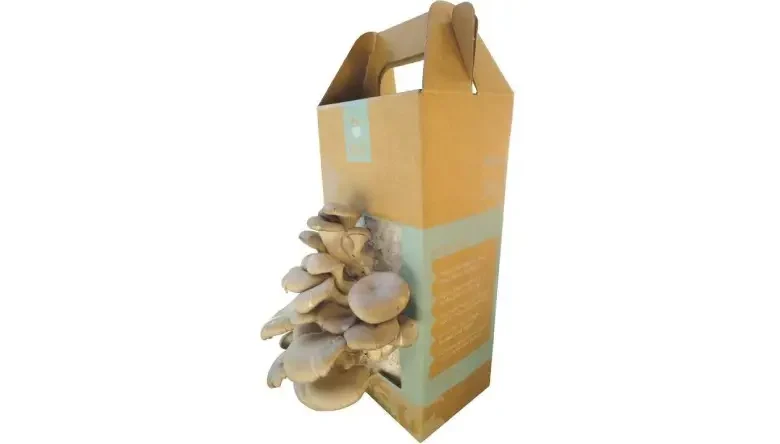 کیت پرورش قارچ دکمه ای