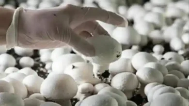 آموزش آنلاین پرورش قارچ