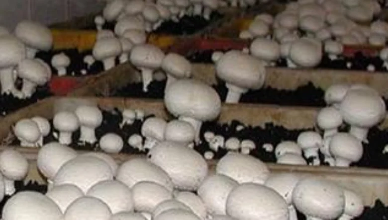 آموزش پرورش قارچ در کرمانشاه