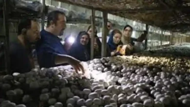 اموزش پرورش قارچ در قزوین