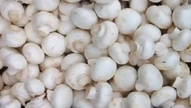 تولید و پرورش قارچ