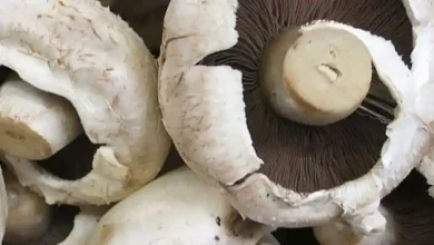 ثبت نام دوره پرورش قارچ فنی حرفه ای گرگان