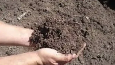 ضایعات کمپوست قارچ برای درختان
