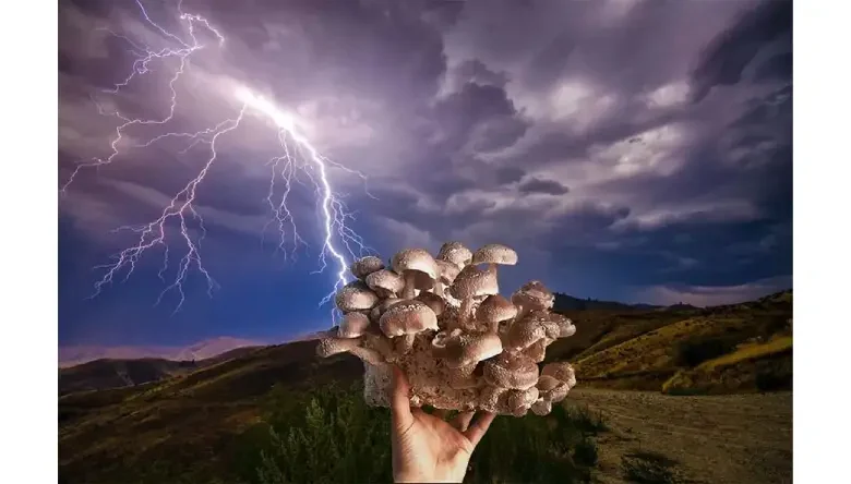 فصل قارچ کوهی