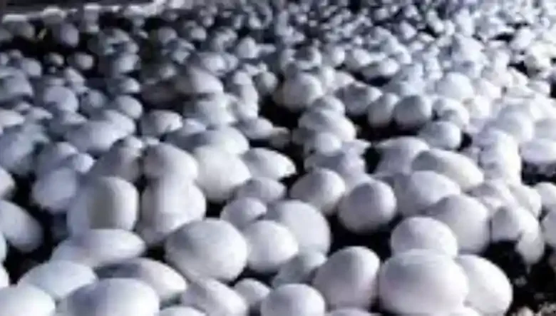 مراکز فروش کمپوست قارچ دکمه ای