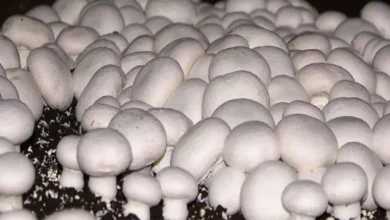 نحوه پرورش قارچ خوراکی