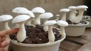 پرورش قارچ به روش هیدروپونیک