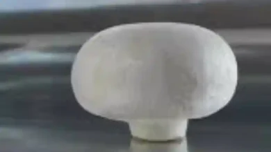 پرورش قارچ دکمه ای عبدالحسینی