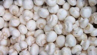 کاشت و برداشت قارچ خوراکی