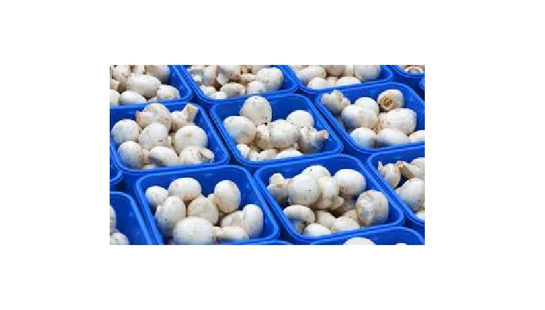 آموزش پرورش قارچ