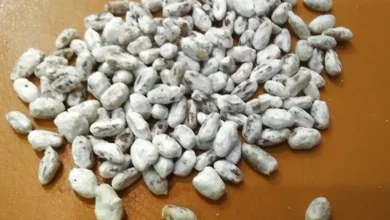 بذر قارچ خوراکی