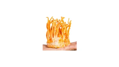 بذر قارچ کوردیسپس