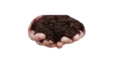 فروش ضایعات کمپوست قارچ