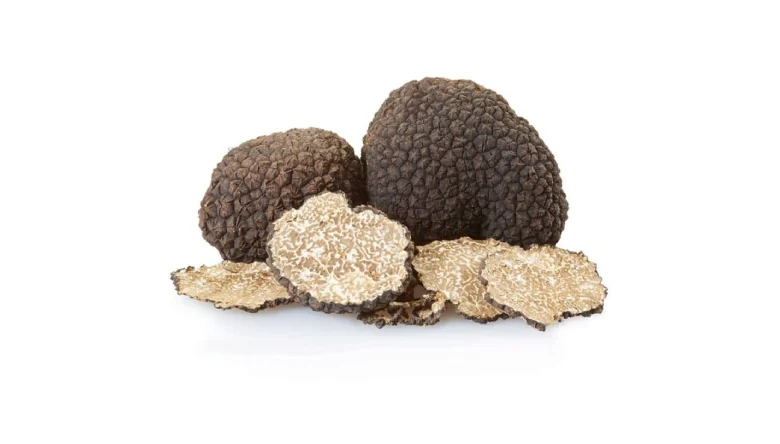 فروش قارچ کوهی