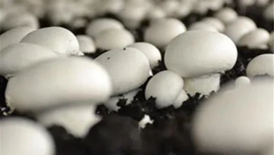 فروش کمپوست قارچ دکمه ای در تهران