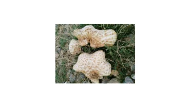 هکل قارچ چیست