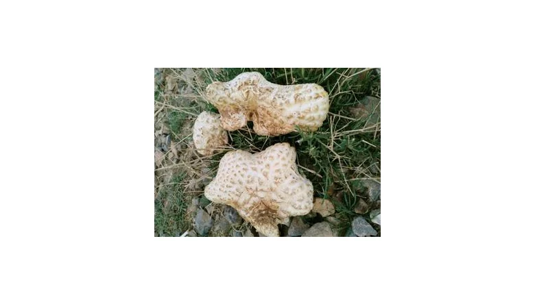 هکل قارچ چیست