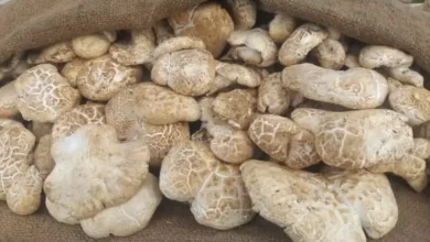 انواع قارچ خوراکی پرورشی در ایران