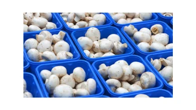 بازاریابی فروش قارچ
