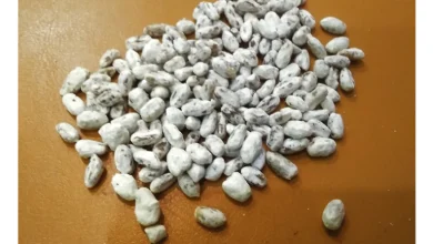 بذر قارچ صدفی