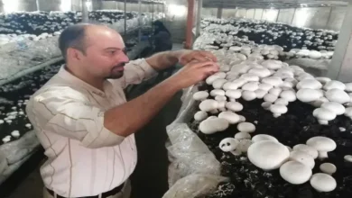 ثبت نام دوره پرورش قارچ فنی حرفه ای تبریز
