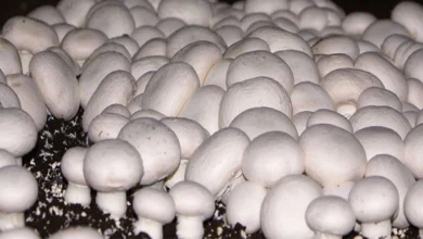 روش پرورش قارچ دکمه ای