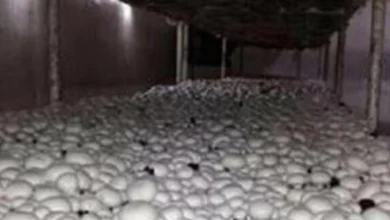 فروش کمپوست قارچ در نجف آباد
