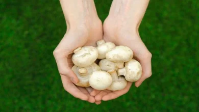 قارچ چند روزه در میاد