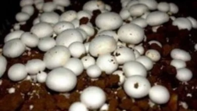 قارچ چگونه کاشته می شود