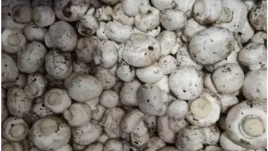 لکه باکتری قارچ