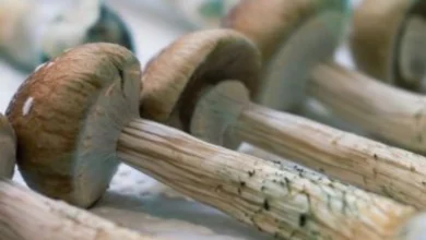 ماشروم نژاد گلدن تیچر