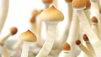 میسیلیوم چیست