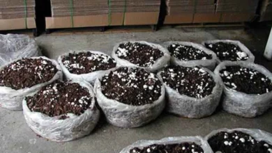 پرورش قارچ در باغچه منزل