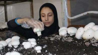 پرورش قارچ در سالن ۲۰۰ متری
