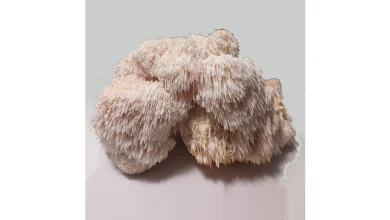 پودر قارچ یال شیر