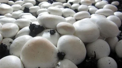 چرا در شهرستان دزفول قارچ را به روش گلخانه ای کشت می کنند