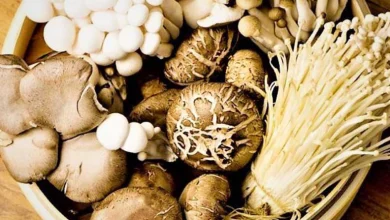 چند نوع قارچ خوراکی داریم
