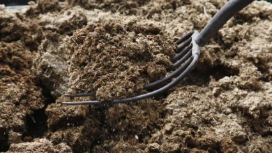 ککینگ در پرورش قارچ