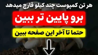 بازدهی هر کمپوست قارچ